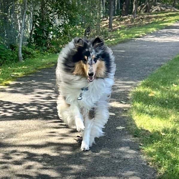 Rough Collie from Brookwood
