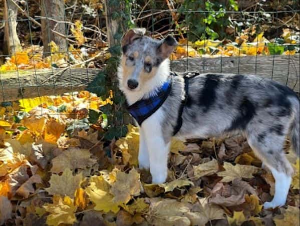 A Brookwood Collie puppy