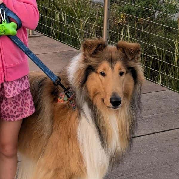 Max the Rough Collie from Brookwood