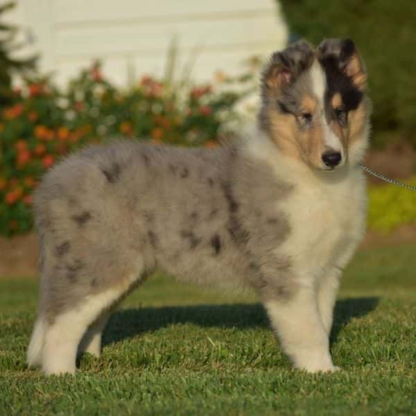 Rough Collie puppy