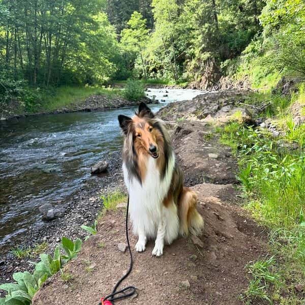 Crispin the Rough Collie