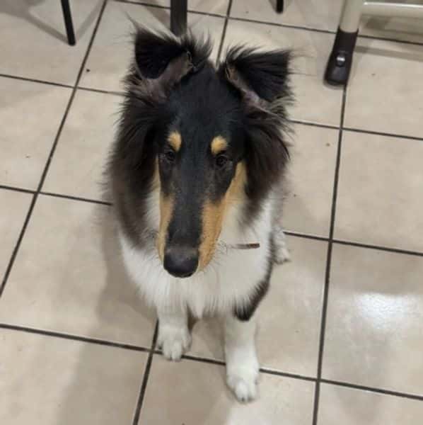Draco the Rough Collie