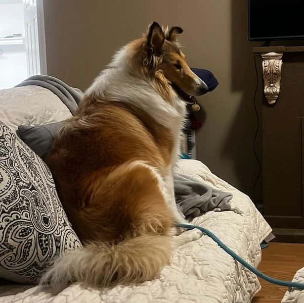 Layka a Brookwood Rough Collie