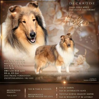 Hudson Rough Collie export