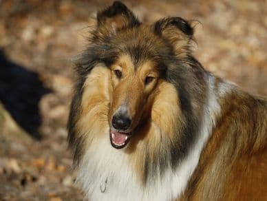 Rough Collie export - Gemma