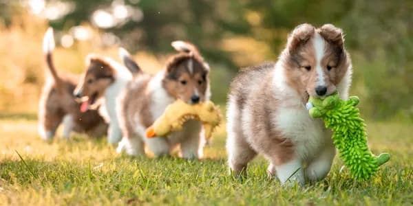 Collie Puppies