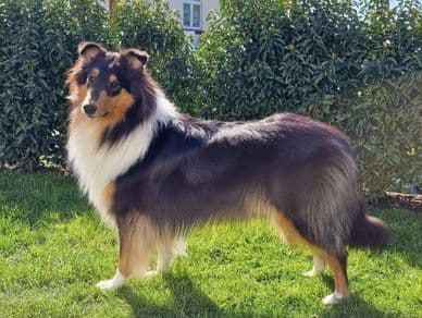 Rough Collie export - Sydney