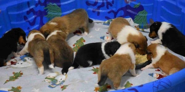 Litter of Collie puppies eating