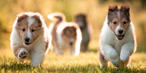 Puppy Rough and Smooth Collie