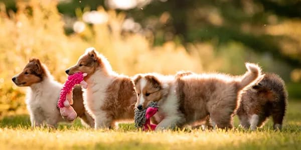 Puppy collies